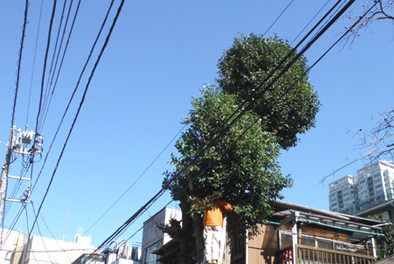 個人宅・植木剪定