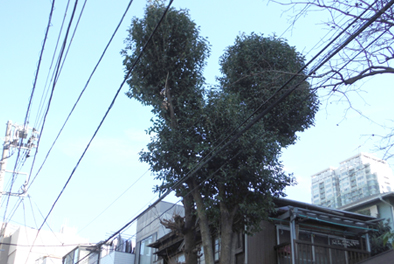 個人宅・植木剪定