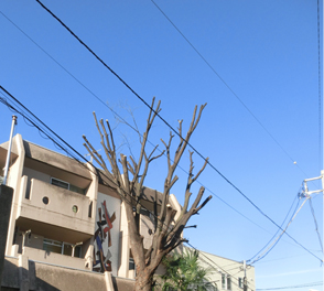 マンション植木