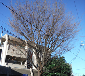 マンション植木