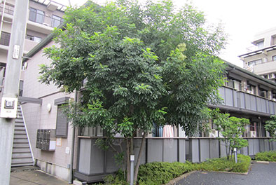 アパート植木・低木