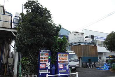 工場植栽・高木